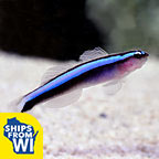 Proaquatix Captive-Bred Neon Goby